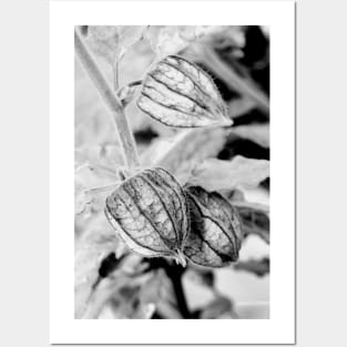 Physalis angulata Posters and Art